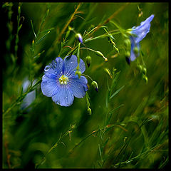 фото "* flax *"