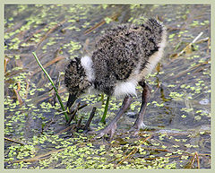 photo "Young lapwing"