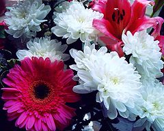 photo "" Happy Birthday Berenice "  12thJuly"