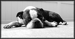 фото "Where Is My Bone?"
