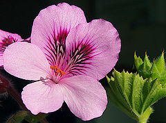 фото "Another beautiful and unpretending flower!"