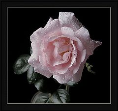 фото "r. new dawn"