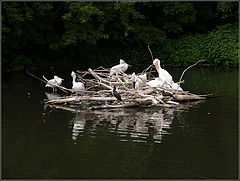 фото "птичий остров"