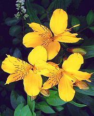 photo "" Peruvian Lily ""