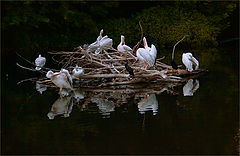 photo "***"