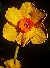 фото "Yellow flower!"