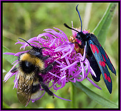 photo "Strange Friendship"