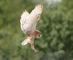 photo "about to land"