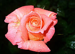 фото "After the rain#2"