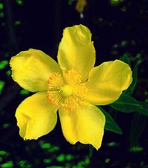 photo "" Hypericum ""