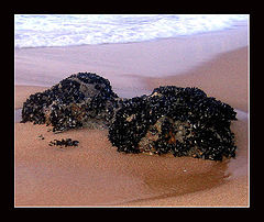 photo "sea coast"