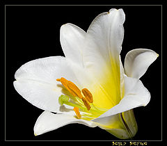 photo "Madonna Lily"