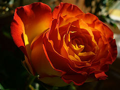 фото "Colours of the flame"