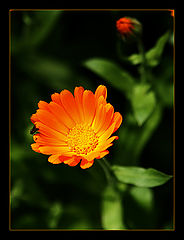 photo "Fly"