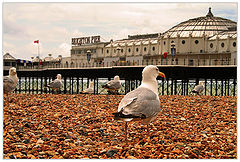 фото "Seagull"