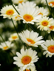 фото "Fresh"