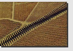 фото "Vineyards"