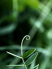 photo "***"