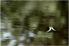 photo "water"