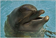 фото "Улыбка дельфина"