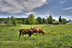 photo "***"
