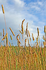 photo "***"