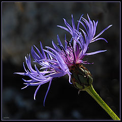 photo "Alpine flower"