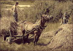 photo "Horse and hay"