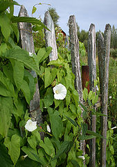 photo "***"