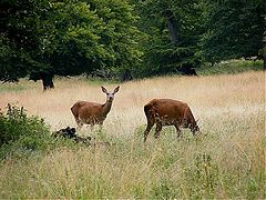фото "Wildlife."