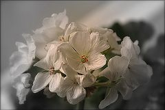 photo "***"