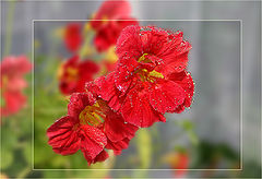 фото "Капельки"