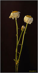 photo "The old age comes quietly"
