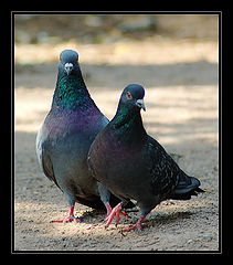 photo "***"