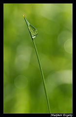 photo "***"