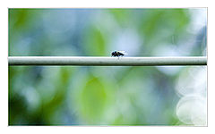 photo "***"