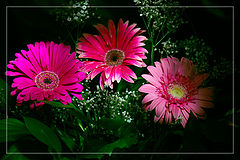 photo "***"