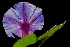 фото "I like this one..."