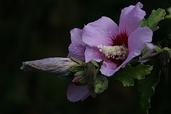 photo "***"