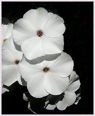 photo "White flowers"