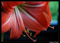 photo "***"