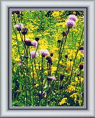 photo "" Sawwort ""