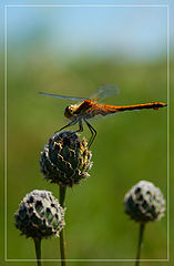 photo "***"
