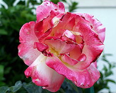 фото "Rose"