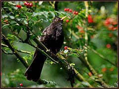 фото "Turdus merula (Косът)"