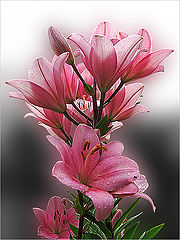 photo "***"
