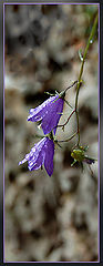 фото "Campanula"