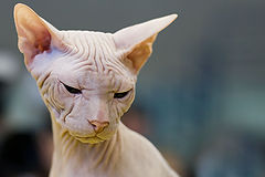 фото "27130.2 Sphinx cat"