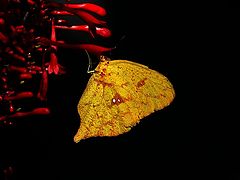 photo "***"