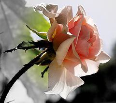 фото "Sta. Thereza Roses.."